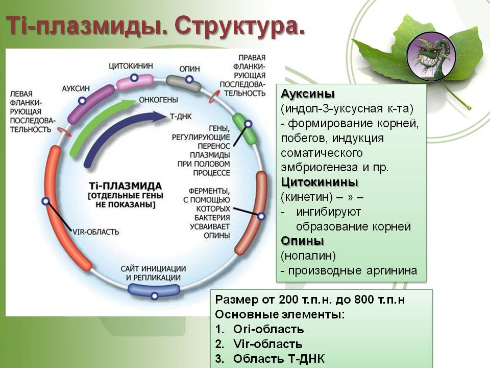 Кракен в россии наркотик